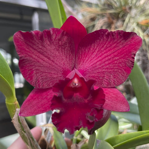 Pot. (Rubescent Fire `April Rocket' x Loud Nine `Unbeatable') Cattleya Orchid 2.5" Pot