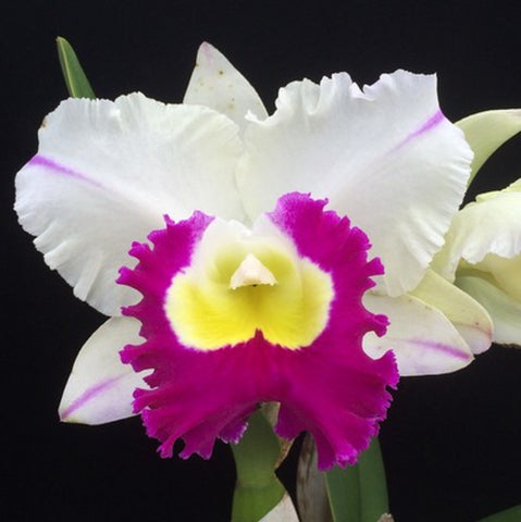 Blc. Mori Akatsuka `Volcano Queen' 5" Pot