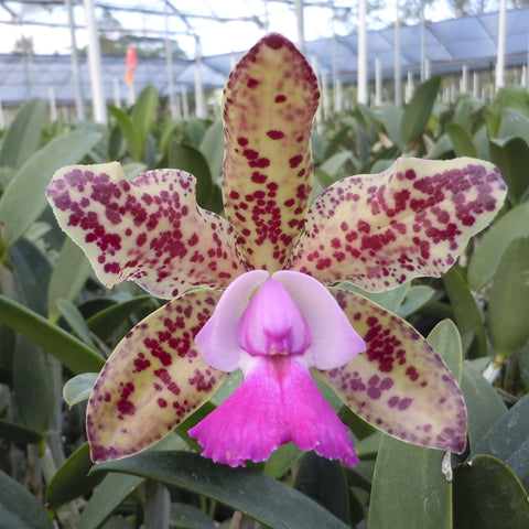 大写字母。 Waianae Leopard `Ching Hua' HCC/AOS 5" 锅