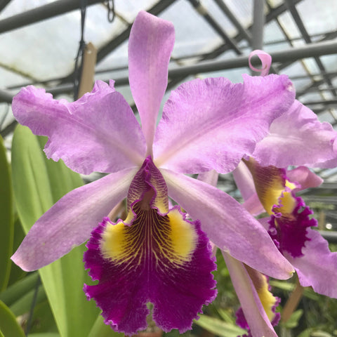 C. warscewiczii (`Michael' AM/AOS x `Stewart's Meteor') 2" 锅