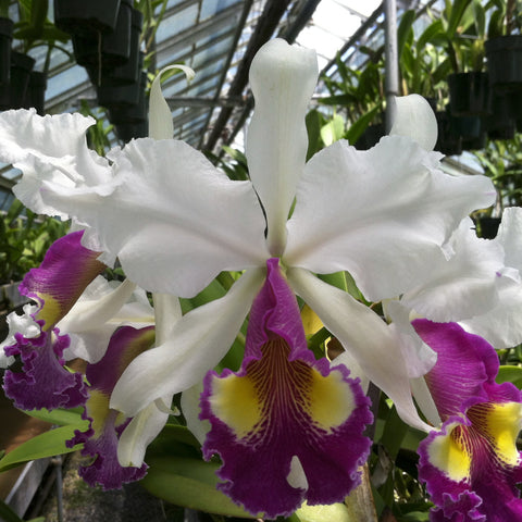 C. warscewiczii (`Michael' AM/AOS x `Stewart's Meteor') 2" 锅