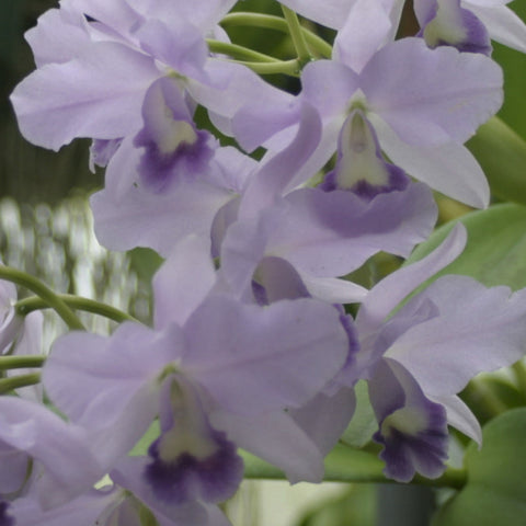 C. Portiata coerulea (Portia x labiata) 2.5" Pot Waldor Orchids