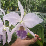 C. Portiata coerulea (Portia x labiata) 2.5" Pot Waldor Orchids