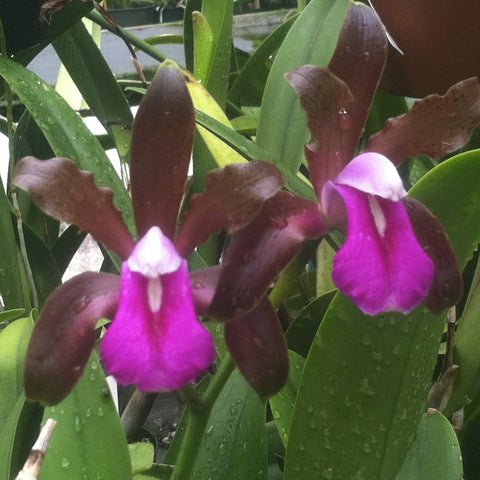 C. bicolor dark punctata (`Daphine' x `Orchid Eros') Cattleya Species 2.25" Pot