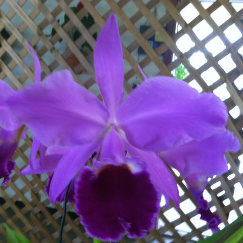 C. labiata rubra (`Gabriel Amaru' x sib.) 4" Pot