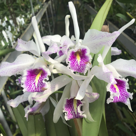 C. maxima semi alba Species Orchid Cattleya 3" Pot