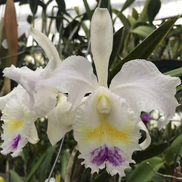 C. trianaei semi-alba (`Queen of Snows' x self) (species)) Waldor