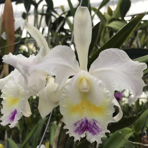 C. trianaei s/a (`Queen of Snows' x self) (species) Cattleya Orchid 2.5" Pot