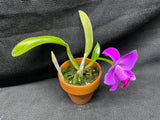 L. pumila `Mirtha Isabel' AM/AOS Original Species Cattleya Orchid PLANT #3