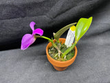 L. pumila `Mirtha Isabel' AM/AOS Original Species Cattleya Orchid PLANT #3