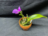 L. pumila `Mirtha Isabel' AM/AOS Original Species Cattleya Orchid PLANT #3