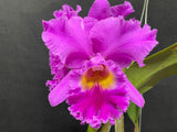 Blc. Mem. Crispin Rosales `Princess Michiko' Div #1 Select Cattleya Orchid Plant