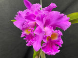Blc. Mem. Crispin Rosales `Princess Michiko' Div #1 Select Cattleya Orchid Plant