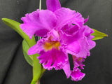Blc. Mem. Crispin Rosales `Princess Michiko' Div #1 Select Cattleya Orchid Plant
