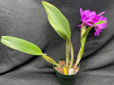 Blc. Mem. Crispin Rosales `Princess Michiko' Div #1 Select Cattleya Orchid Plant