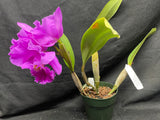 Blc. Mem. Crispin Rosales `Princess Michiko' Div #1 Select Cattleya Orchid Plant