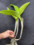 Blc. Lester McDonald `Kelly' AM/AOS Cattleya Orchid Plant DIV #1