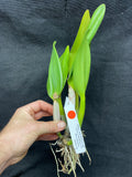 Slc. Paprika `True Spice' Original Cattleya Orchid Plant DIV #2