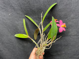 Sc. Crystelle Smith `Madeline' Original Cattleya Orchid Plant DIV #1