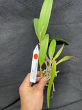 Sc. Crystelle Smith `Madeline' Original Cattleya Orchid Plant DIV #2