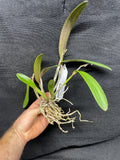 Sc. Crystelle Smith `Madeline' Original Cattleya Orchid Plant DIV #2