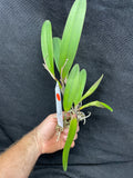 Sc. Crystelle Smith `Madeline' Original Cattleya Orchid Plant DIV #2