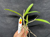 Sc. Crystelle Smith `Madeline' Original Cattleya Orchid Plant DIV #4