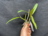 Sc. Crystelle Smith `Madeline' Original Cattleya Orchid Plant DIV #4