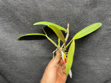 Sc. Crystelle Smith `Madeline' Original Cattleya Orchid Plant DIV #4