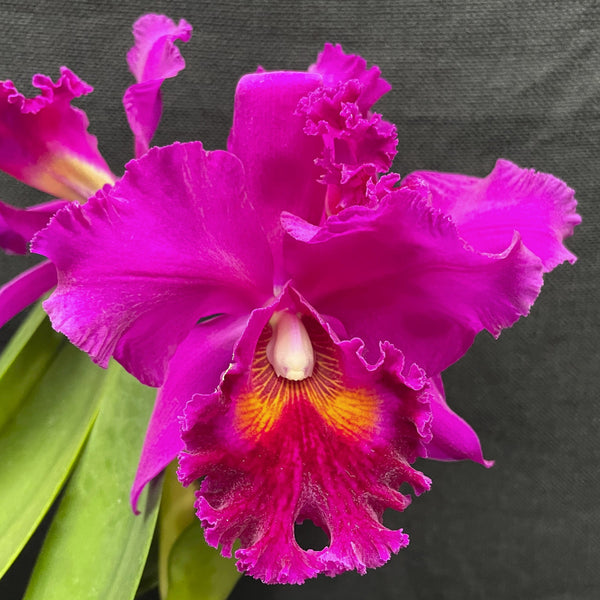 フローラルアメジスト Blc. Lake Murray 'Mendenhall' AM/AOS |Odoms Orchids