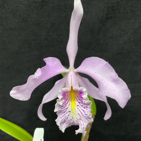 C. maxima lowland (`Stephen Christopherson' x `Francisco V.') Maceta de 2,5"