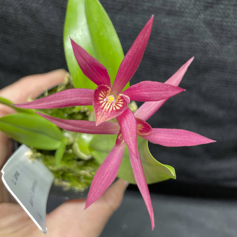 Ephs. Lady Bug (Epi. cochleatum x Soph. cernua) Cattleya Orchid 2.5" Pot
