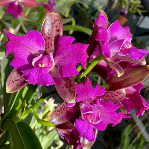 C. leopoldii peloric `Francisco' Meristem Cattleya Orchid Species 2.5" Pot