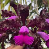 C. (Tai Rose `Leonard's Progeny' x Mareeba Tiger `Darth Sidious' AM) Cattleya Orchid 2.5" Pot