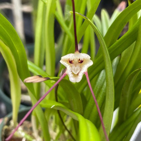 Dracula lotax Species 2.5" Pot