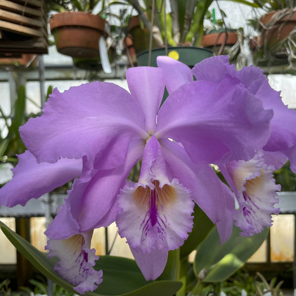 C. warneri (`Pink Perfection' HCC/AOS x `Orchid Eros Picotee