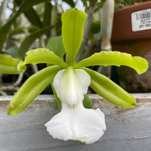 C. aclandiae alba (`Mauna Loa' x sib.) Species Cattleya Orchid Plant 2" Pot