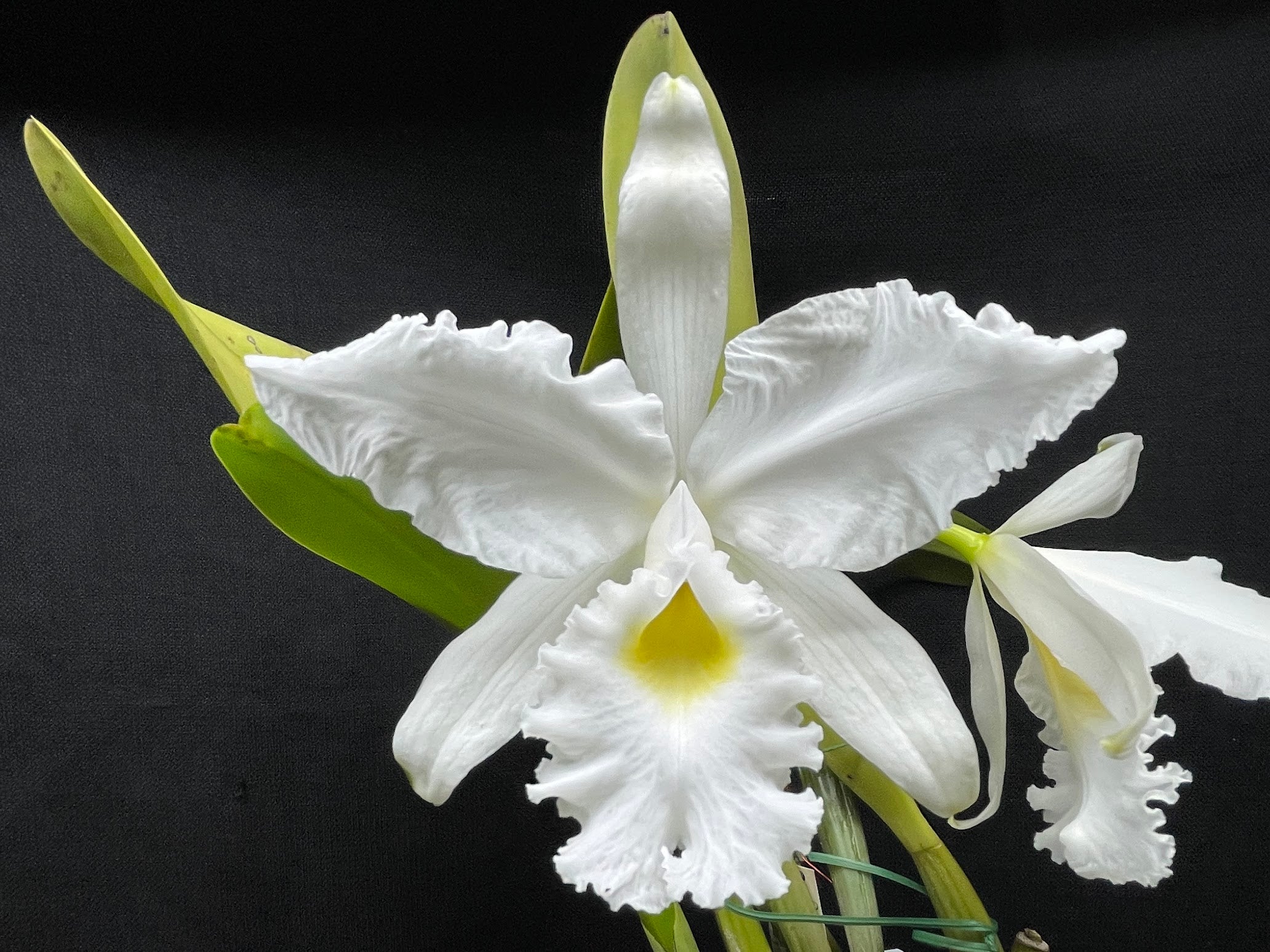 C. warscewiczii alba `Kathleen' AM/AOS Original Division #1 Select