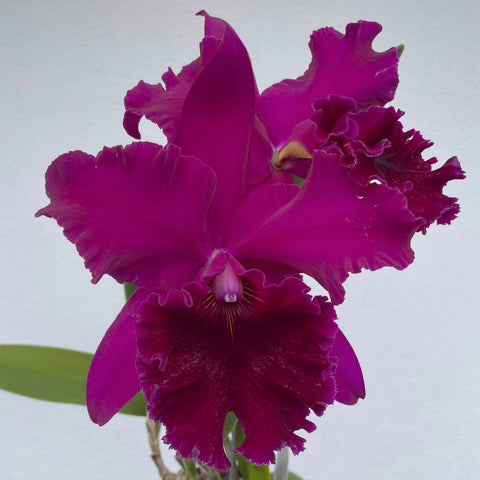 Blc. Mem. Gen. Judy Plunkett (King of Taiwan x Lawless Waikure `The Ultimate' AM/AOS) 4" Pot