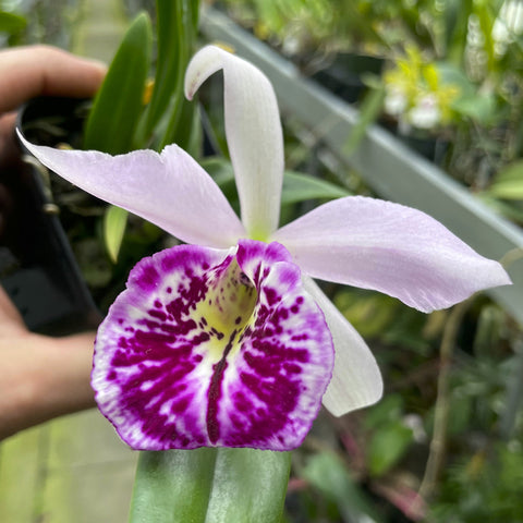 大写字母。 Rustic Spots `H&R' (Richard Mueller x C. Landate) 2.5" 锅