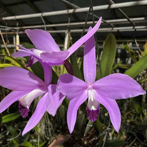 L. perinii (`Suwada' 4N x `Cuz') Species 2" Pot