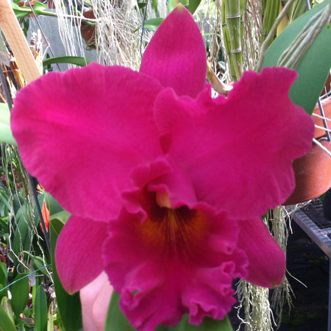 Blc. (Lc. Royal Emperor `Wade' AM x Warchant `Mary Ellen') Seedling 2.5" Pot.