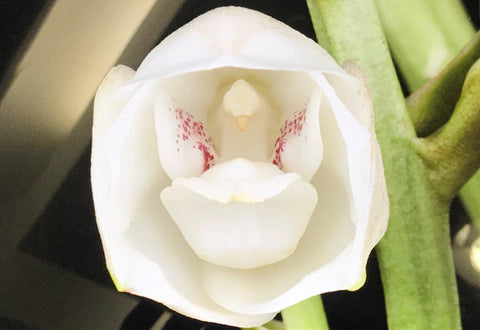 Peristeria elata (Dove Orchid) Species 4" Pot.