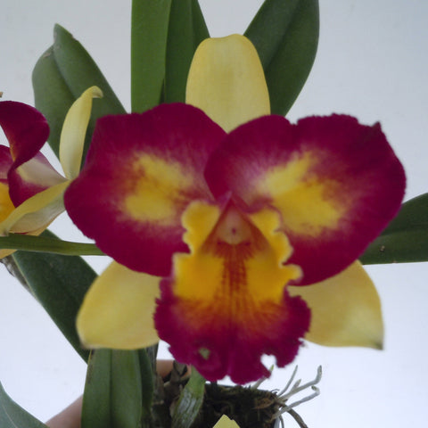 Pot. Shin Shaing Diamond `#1' Splash Petal Compact Cattleya 2.25" Pot