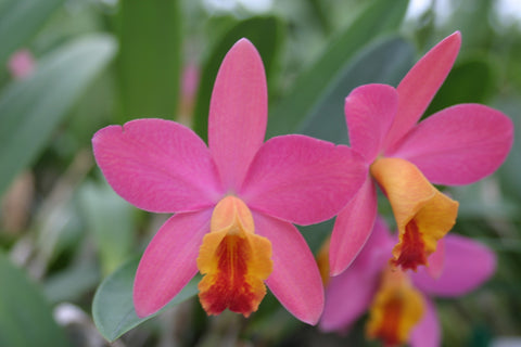 Sc. Crystelle Smith `Madeline' Original Cattleya Orchid Plant DIV #4
