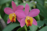 Sc. Crystelle Smith `Madeline' Original Cattleya Orchid Plant DIV #4