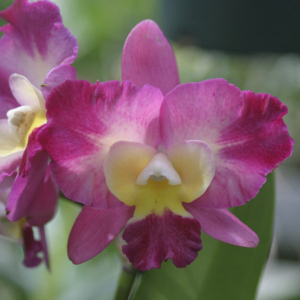 Slc.AngelEyes_Dottie_grande.