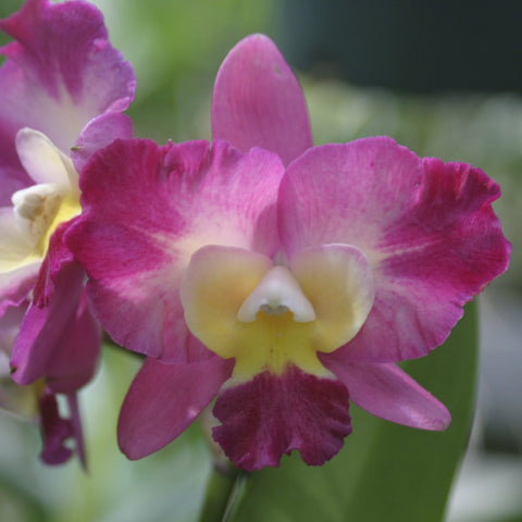 Pot. (Synda Nelson `SVO' x Slc. Angel Eyes `SVO') Cattleya Orchid 2.5" Pot