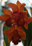 Slc. Paprika `True Spice' Original Cattleya Orchid Plant DIV #2