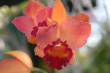 Slc. Paprika `True Spice' Original Cattleya Orchid Plant DIV #2